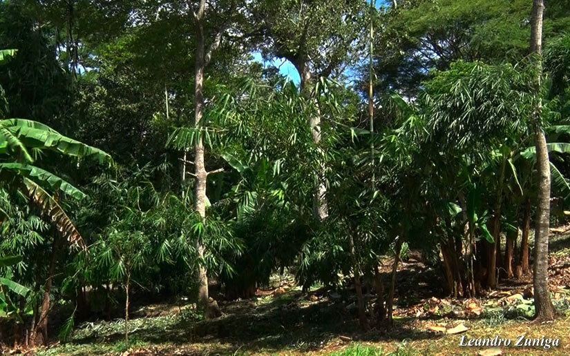 BAMBU2